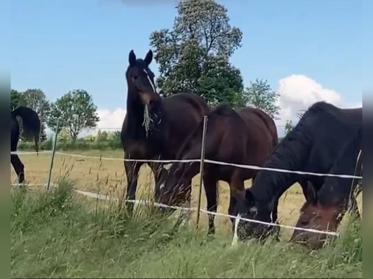 Sportivo Tedesco / Sportivo della Germania Castrone 8 Anni 183 cm Baio scuro in Ditzingen