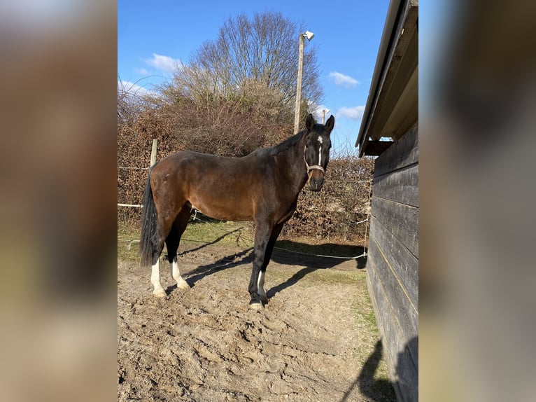 Sportivo Tedesco / Sportivo della Germania Castrone 8 Anni 183 cm Baio scuro in Ditzingen