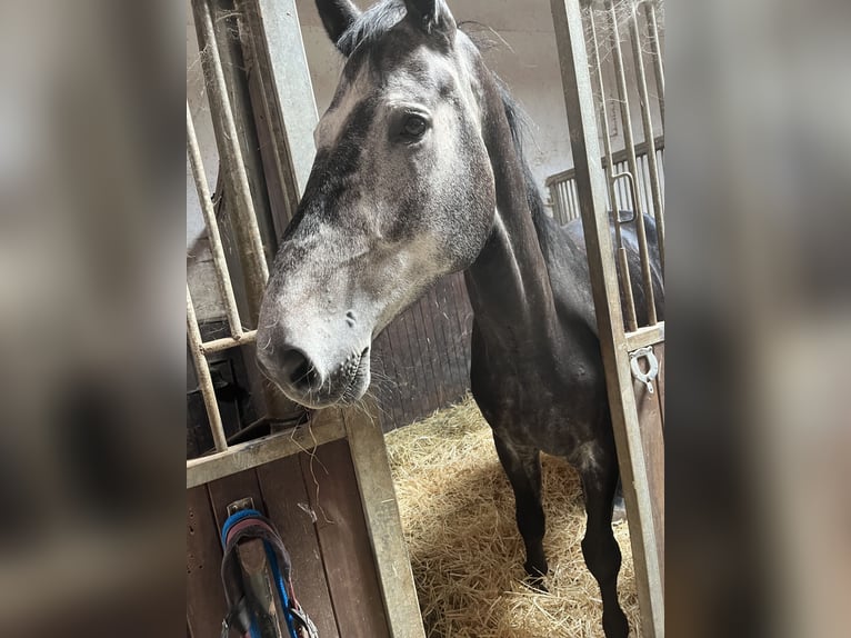Sportivo Tedesco / Sportivo della Germania Castrone 8 Anni 183 cm Grigio in Bruchweiler-Bärenbach