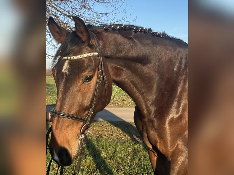 Sportivo Tedesco / Sportivo della Germania Castrone 8 Anni 185 cm Baio scuro in Papenhagen