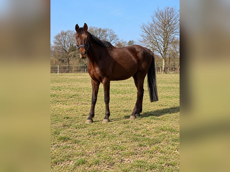 Sportivo Tedesco / Sportivo della Germania Castrone 8 Anni 185 cm  in Altenkirchen