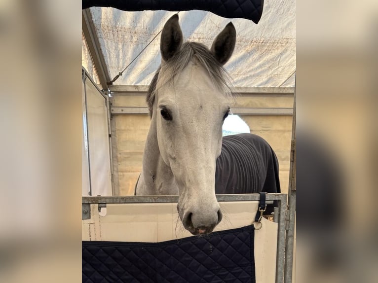 Sportivo Tedesco / Sportivo della Germania Castrone 8 Anni Grigio in Mainz