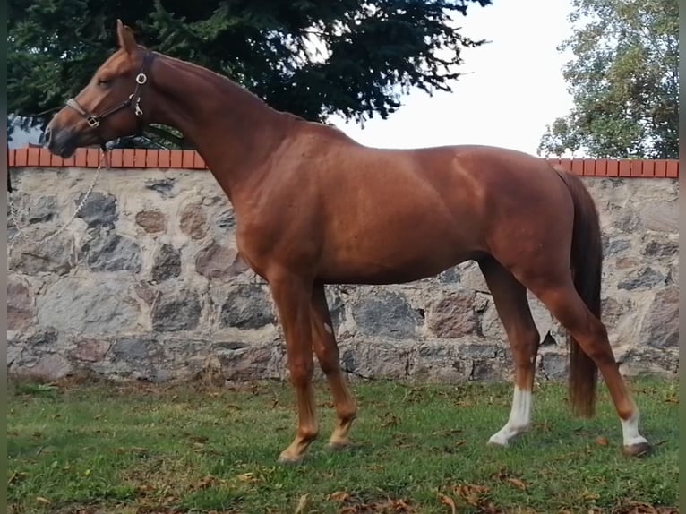 Sportivo Tedesco / Sportivo della Germania Castrone 9 Anni 158 cm Sauro in Ringelsdorf