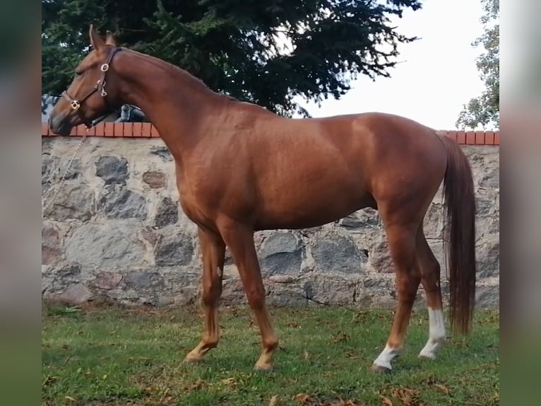 Sportivo Tedesco / Sportivo della Germania Castrone 9 Anni 158 cm Sauro in Ringelsdorf