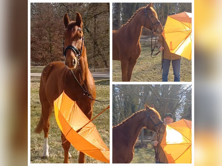 Sportivo Tedesco / Sportivo della Germania Castrone 9 Anni 158 cm Sauro in Ringelsdorf