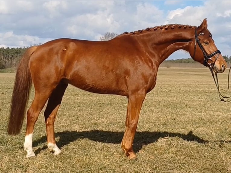 Sportivo Tedesco / Sportivo della Germania Castrone 9 Anni 158 cm Sauro in Ringelsdorf