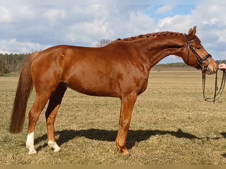 Sportivo Tedesco / Sportivo della Germania Castrone 9 Anni 158 cm Sauro in Ringelsdorf