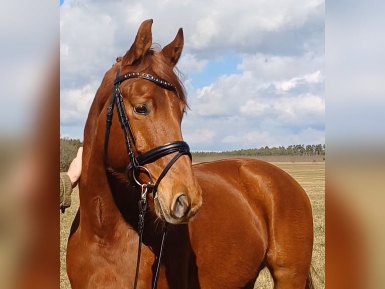 Sportivo Tedesco / Sportivo della Germania Castrone 9 Anni 158 cm Sauro in Ringelsdorf