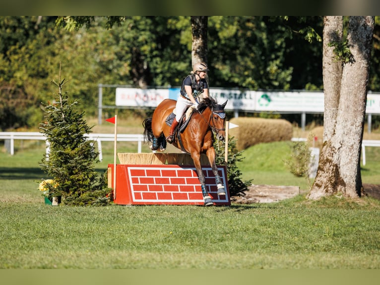 Sportivo Tedesco / Sportivo della Germania Castrone 9 Anni 160 cm Baio in Dannenberg (Elbe) Riekau