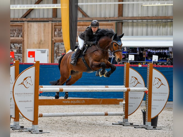 Sportivo Tedesco / Sportivo della Germania Castrone 9 Anni 160 cm Baio in Dannenberg (Elbe) Riekau