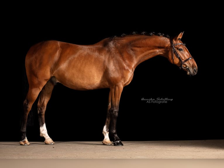 Sportivo Tedesco / Sportivo della Germania Castrone 9 Anni 160 cm Baio in Dannenberg (Elbe) Riekau