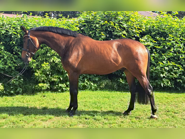 Sportivo Tedesco / Sportivo della Germania Castrone 9 Anni 163 cm Baio scuro in Schönebeck