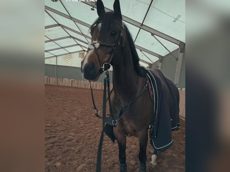 Sportivo Tedesco / Sportivo della Germania Castrone 9 Anni 165 cm Baio in Ampfurth