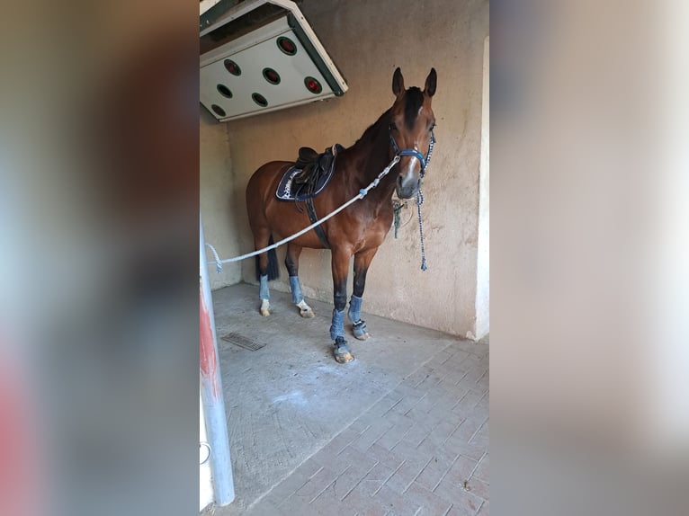 Sportivo Tedesco / Sportivo della Germania Castrone 9 Anni 165 cm Baio in Ampfurth