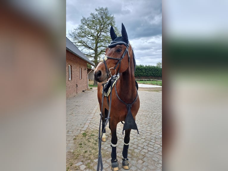 Sportivo Tedesco / Sportivo della Germania Castrone 9 Anni 165 cm Baio in Ampfurth