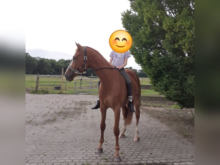 Sportivo Tedesco / Sportivo della Germania Castrone 9 Anni 165 cm Sauro in Westerstede