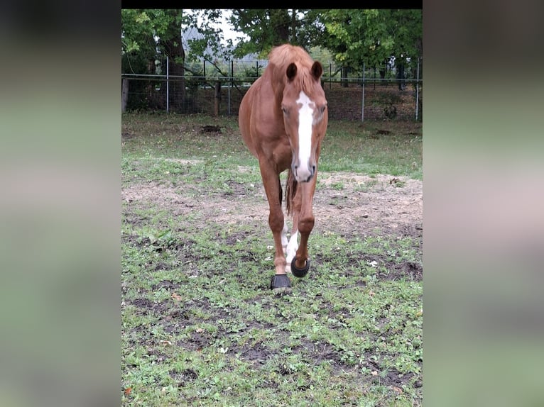 Sportivo Tedesco / Sportivo della Germania Castrone 9 Anni 165 cm Sauro in Westerstede