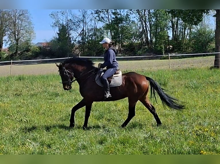 Sportivo Tedesco / Sportivo della Germania Castrone 9 Anni 166 cm Baio in Amerang