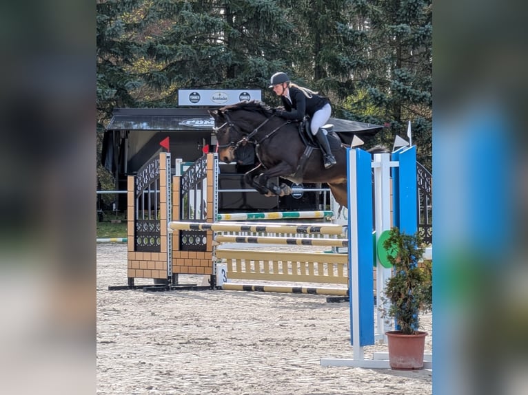 Sportivo Tedesco / Sportivo della Germania Castrone 9 Anni 167 cm Baio in Bernburg