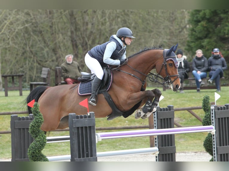 Sportivo Tedesco / Sportivo della Germania Castrone 9 Anni 168 cm Baio in Insel Poel