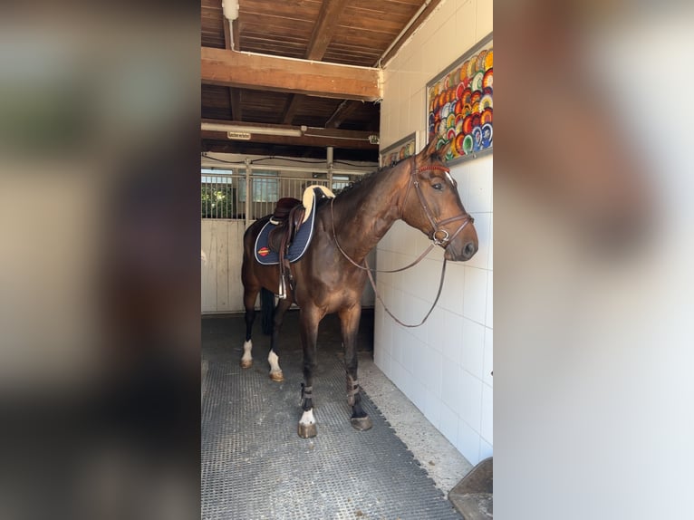 Sportivo Tedesco / Sportivo della Germania Castrone 9 Anni 168 cm Baio in Mannheim