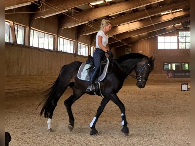 Sportivo Tedesco / Sportivo della Germania Castrone 9 Anni 168 cm Baio scuro in Schwalmstadt