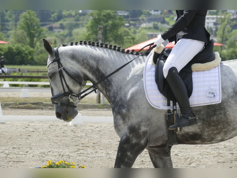Sportivo Tedesco / Sportivo della Germania Castrone 9 Anni 169 cm Grigio pezzato in Völs