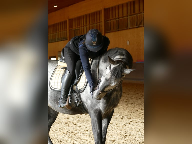 Sportivo Tedesco / Sportivo della Germania Castrone 9 Anni 169 cm Grigio pezzato in Völs