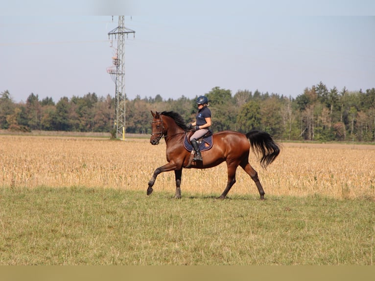 Sportivo Tedesco / Sportivo della Germania Castrone 9 Anni 170 cm Baio in Brunnthal