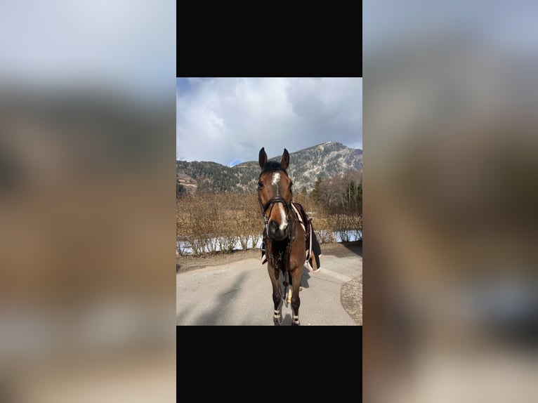 Sportivo Tedesco / Sportivo della Germania Castrone 9 Anni 170 cm Baio in Sterzing