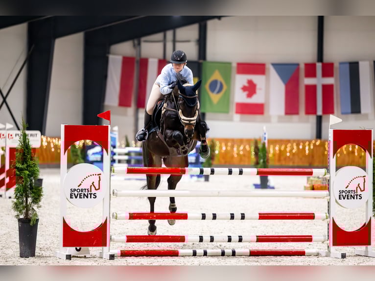 Sportivo Tedesco / Sportivo della Germania Castrone 9 Anni 170 cm Baio nero in Zielona Góra