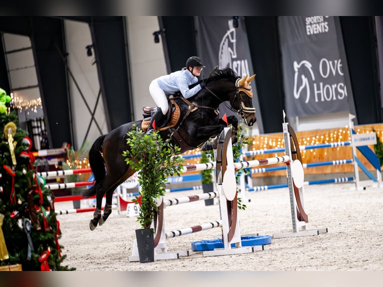 Sportivo Tedesco / Sportivo della Germania Castrone 9 Anni 170 cm Baio nero in Zielona Góra