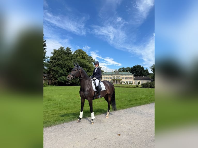 Sportivo Tedesco / Sportivo della Germania Castrone 9 Anni 170 cm Baio scuro in Stadland