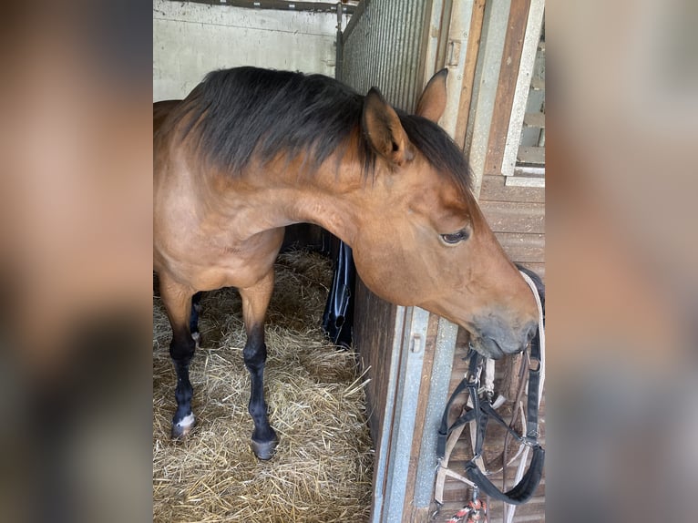 Sportivo Tedesco / Sportivo della Germania Castrone 9 Anni 170 cm Baio scuro in Neunkirchen/Saar