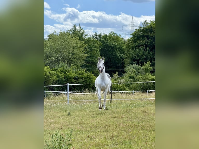 Sportivo Tedesco / Sportivo della Germania Castrone 9 Anni 171 cm Grigio in Rottweil