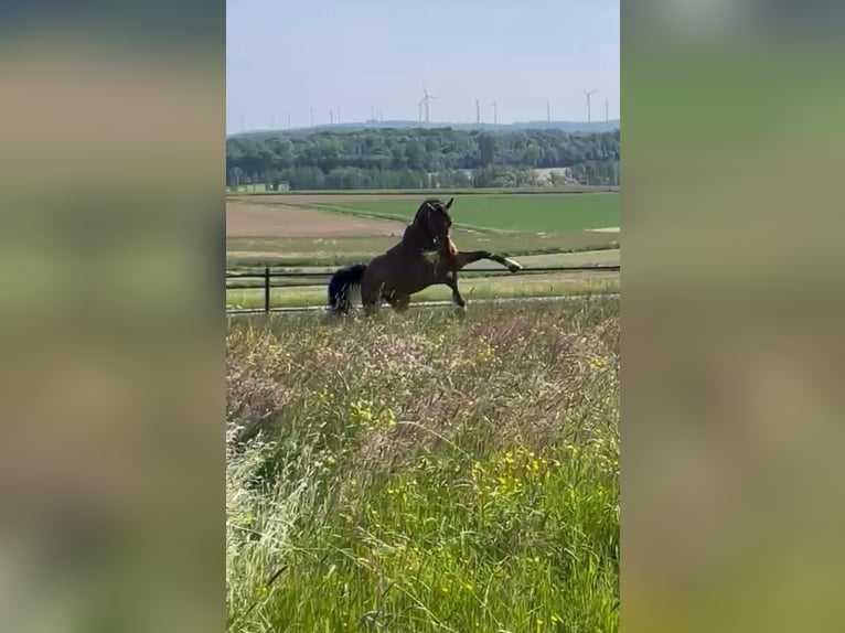 Sportivo Tedesco / Sportivo della Germania Castrone 9 Anni 172 cm Baio in Dierdorf