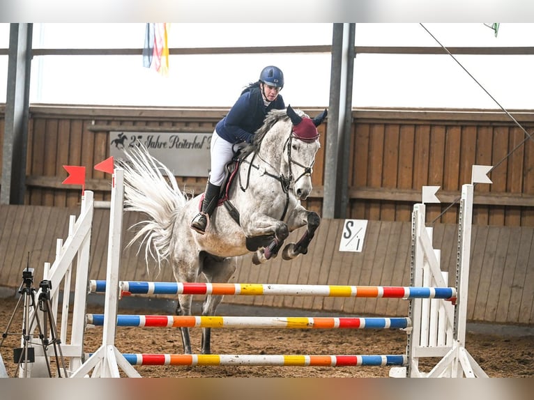 Sportivo Tedesco / Sportivo della Germania Castrone 9 Anni 172 cm Grigio trotinato in Milzau
