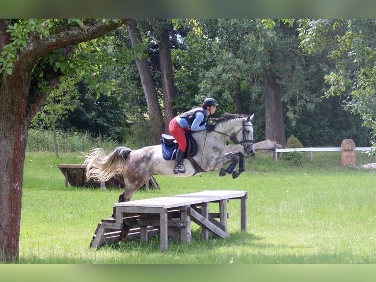 Sportivo Tedesco / Sportivo della Germania Castrone 9 Anni 172 cm Grigio trotinato in Milzau