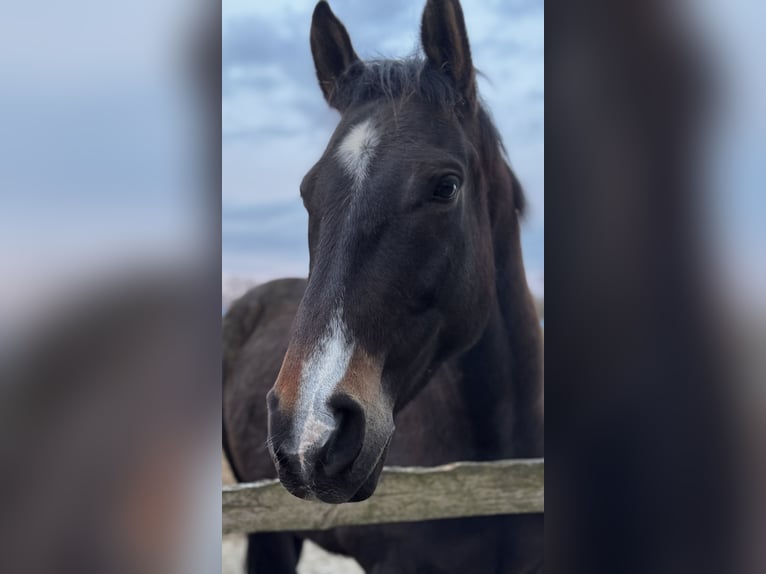 Sportivo Tedesco / Sportivo della Germania Castrone 9 Anni 173 cm Baio scuro in Norderstedt