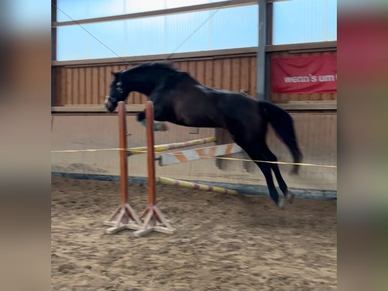 Sportivo Tedesco / Sportivo della Germania Castrone 9 Anni 173 cm Baio scuro in Norderstedt