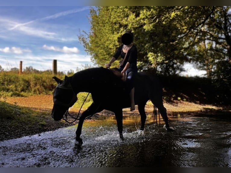 Sportivo Tedesco / Sportivo della Germania Castrone 9 Anni 173 cm Baio scuro in Norderstedt