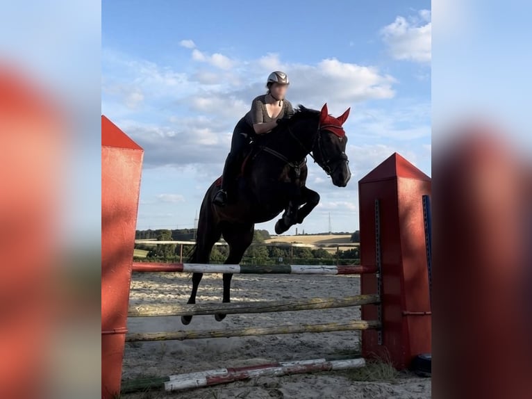 Sportivo Tedesco / Sportivo della Germania Castrone 9 Anni 173 cm Baio scuro in Norderstedt