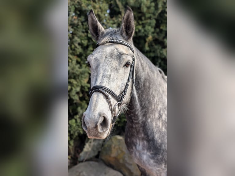 Sportivo Tedesco / Sportivo della Germania Castrone 9 Anni 173 cm Grigio pezzato in Milower Land