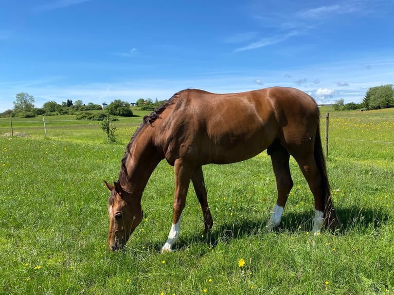 Sportivo Tedesco / Sportivo della Germania Castrone 9 Anni 173 cm Sauro in Sonnenbühl