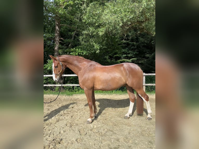 Sportivo Tedesco / Sportivo della Germania Castrone 9 Anni 175 cm Sauro in Wiesbaden