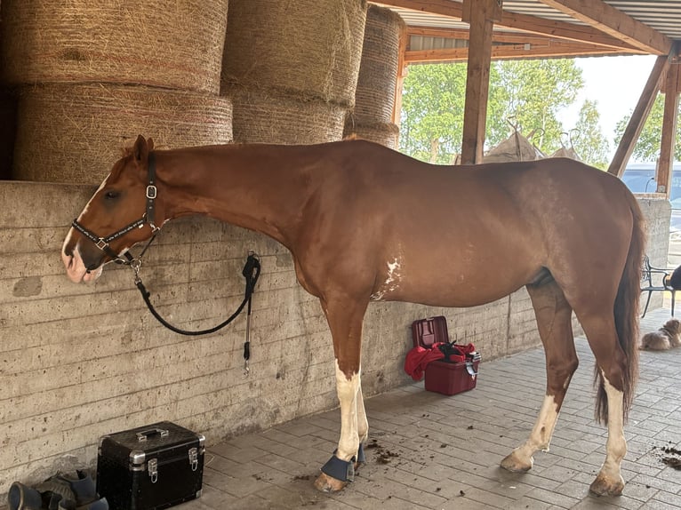 Sportivo Tedesco / Sportivo della Germania Castrone 9 Anni 177 cm Sauro in Geestland-Bad Bederkesa