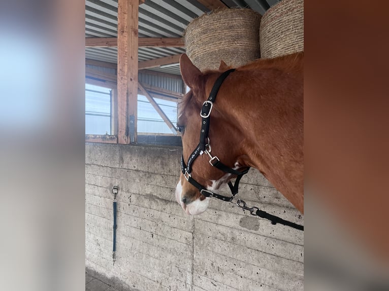 Sportivo Tedesco / Sportivo della Germania Castrone 9 Anni 177 cm Sauro in Geestland-Bad Bederkesa