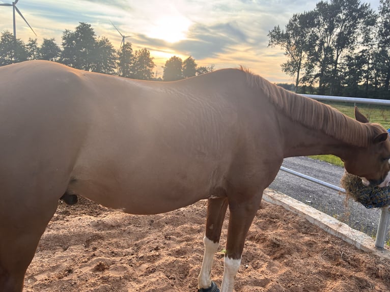 Sportivo Tedesco / Sportivo della Germania Castrone 9 Anni 177 cm Sauro in Geestland-Bad Bederkesa