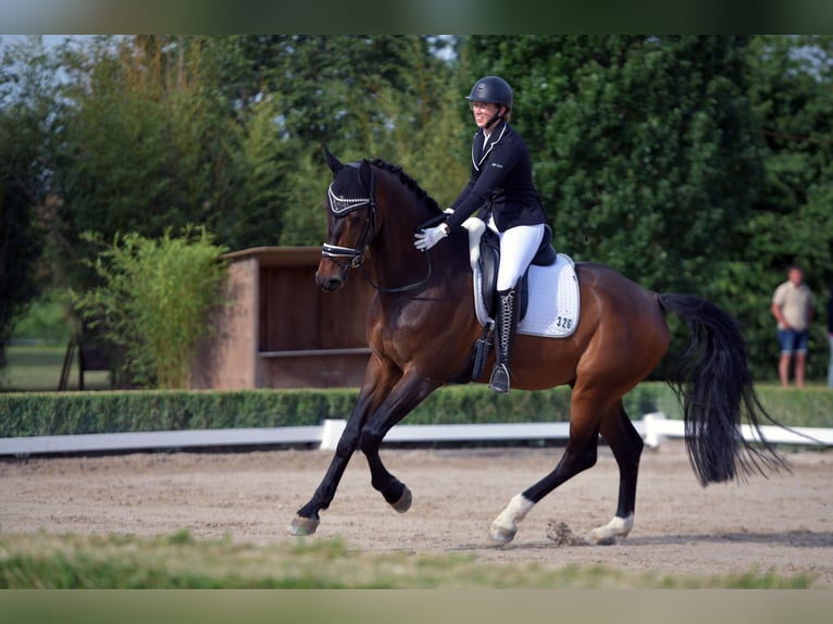 Sportivo Tedesco / Sportivo della Germania Castrone 9 Anni 178 cm Baio in Reichertshofen