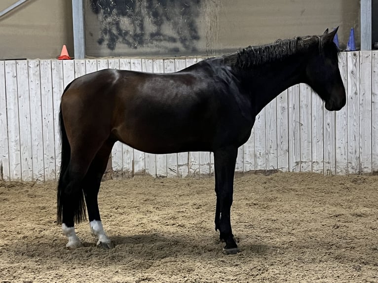 Sportivo Tedesco / Sportivo della Germania Castrone 9 Anni 178 cm Baio in Reichertshofen